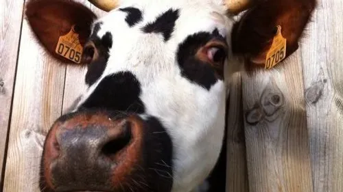 Le crush du jour : le Tour des fermes ce dimanche