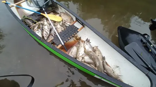 Pollution de l’Ill : des milliers de poissons sont morts