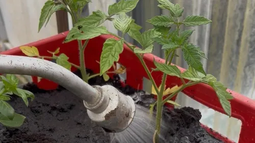 Trucs et astuces pour jardiner sans faux pas 