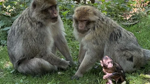 Naissances en série à la Montagne des Singes  