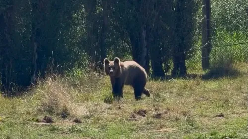 Rencontre avec les jeunes ours du Parc de Sainte-Croix