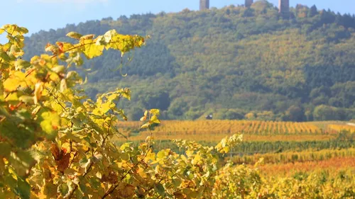 Les caves de Bestheim et Wolfberger vont fusionner 