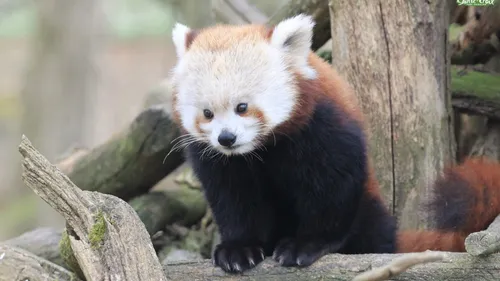 Le Parc de Sainte-Croix accueille une nouvelle pensionnaire
