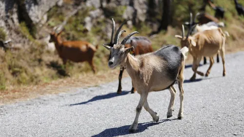 Le zoo de l’Orangerie se transforme