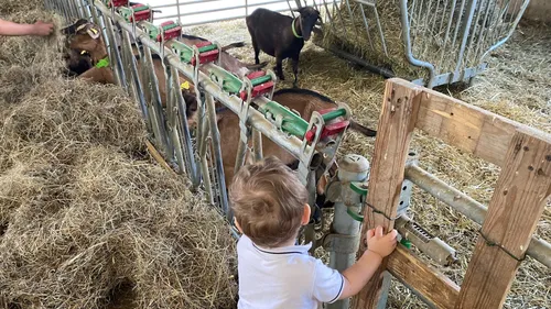 Le crush du jour : la chèvrerie de Lutzelhouse en famille