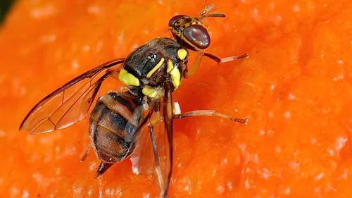 La mouche orientale des fruits repérée à Pfastatt