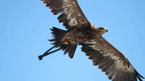 Kintzheim : la Volerie des Aigles rouvre ses portes ce samedi