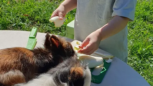 Se soigner et s'éveiller grâce à l'animal