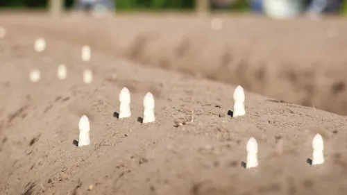 Lancement de la saison des asperges d'Alsace