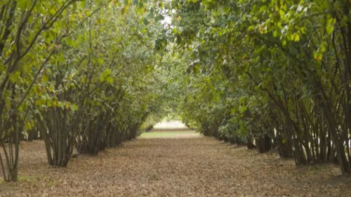 Allergies aux pollens : l’Alsace en alerte rouge