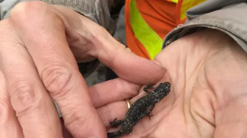 Aidez les grenouilles à traverser la route