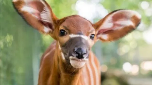 Première naissance d'un bongo au Zoo de Mulhouse