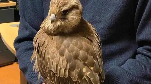 Une buse au commissariat de Strasbourg 