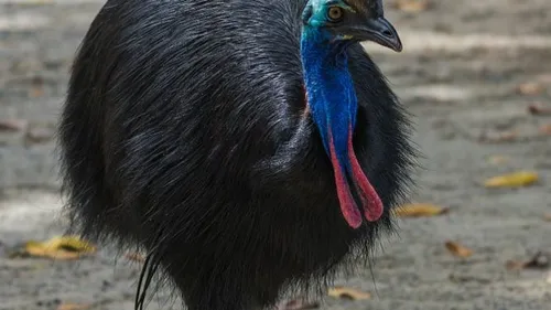 Un petit casoar à casque est né au zoo de Mulhouse 
