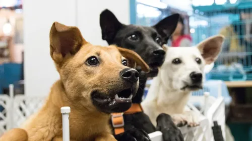 Le salon du chien à Niedernai ce week-end fait débat