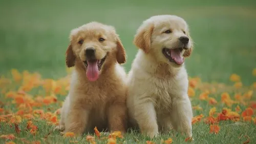 "Un animal n'est pas un jouet", rappelle la ville de Strasbourg