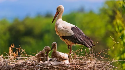 Intempéries en Alsace : des nids de cigognes décimés
