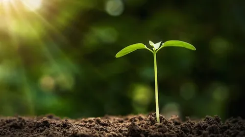 Premier coup de chaud en Alsace