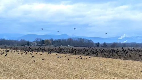 Marée noire de corbeaux dans le Haut-Rhin : colère des agriculteurs