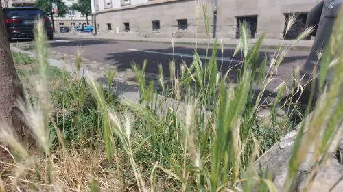 Les épillets : un danger pour les animaux