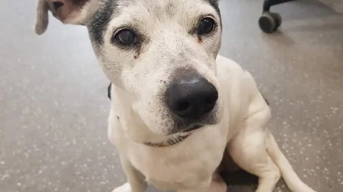 SPA de Strasbourg : Filou le jack russel cherche une famille 