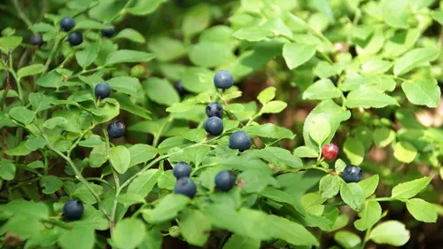 Peut-on cueillir des myrtilles dans les forêts alsaciennes ?