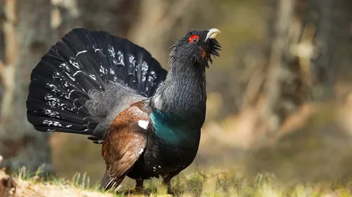 Du répit pour le Grand Tétras