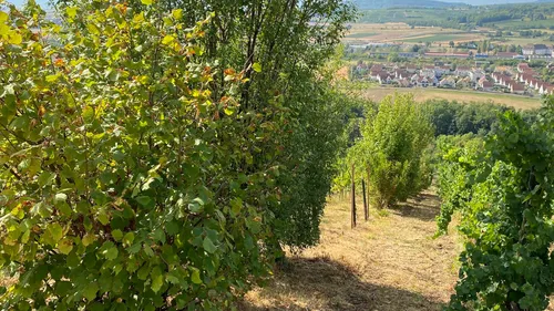 Haies Vives d'Alsace : pour plus de biodiversité en Alsace