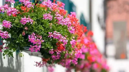 Les fleurs d’Alsace face au changement climatique
