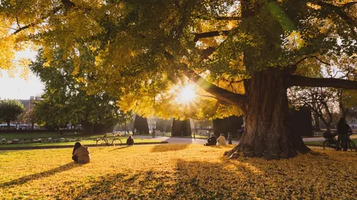 Notre Ginkgo sera-t-il l’arbre de l’année 2021 ?