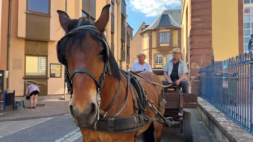 A Saverne, une jument arrose les plantes 