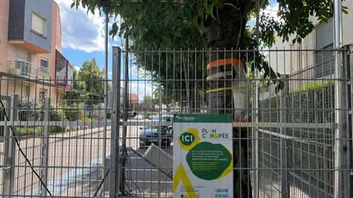 Strasbourg : une étude inédite sur les arbres en ville