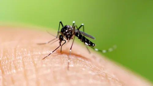 Stop aux moustiques en Alsace