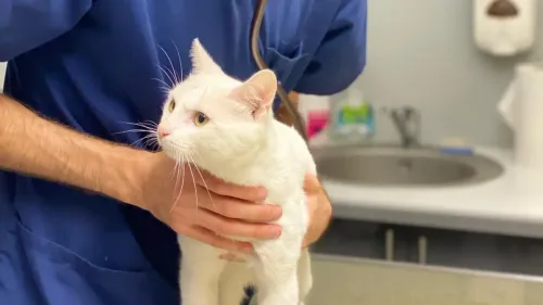 Un nouveau centre d’urgence vétérinaire à Strasbourg