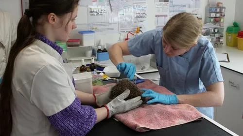 Le centre de soins de la LPO d’Alsace tire la sonnette d’alarme