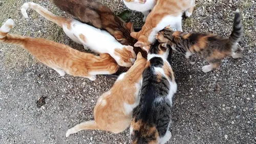 Les Chats Libres de Haguenau ronronnent depuis deux ans