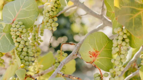 Ligne Alsace Vendanges : 30 ans de soutien aux viticulteurs