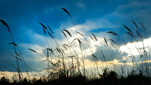 Vigilance jaune en Alsace en raison de fortes rafales de vent