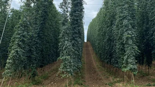 Crush du jour : à la découverte du houblon alsacien 