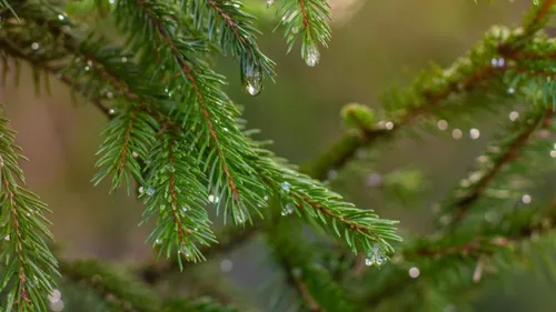 La météo de votre week-end de Noël