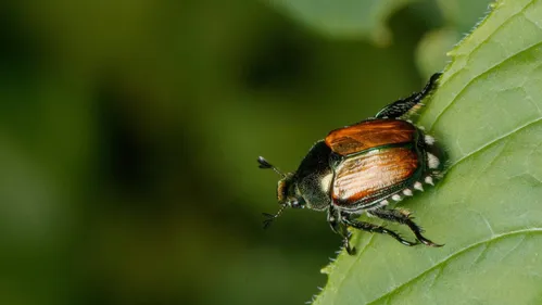 Le scarabée japonais, une vraie menace pour l'Alsace