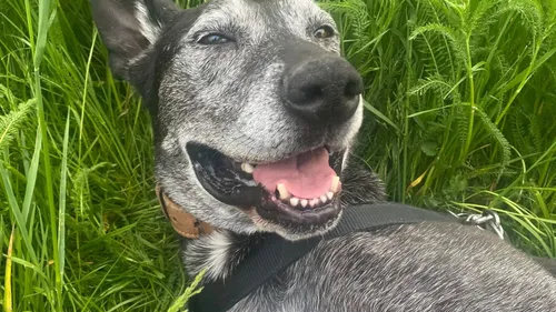 Portes ouvertes de la SPA de Strasbourg 