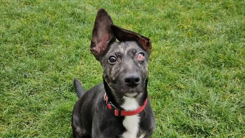 SPA : Nasko cherche une nouvelle famille investie