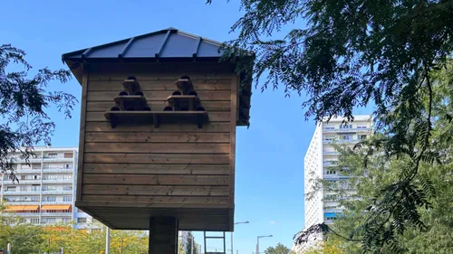Strasbourg s’engage pour une régulation écologique des pigeons
