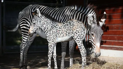Quel prénom pour la petite zèbre du zoo de Mulhouse ? 