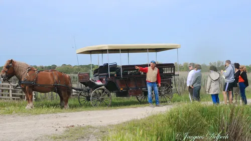 Aigues-mortes : un safari à bord d’une calèche