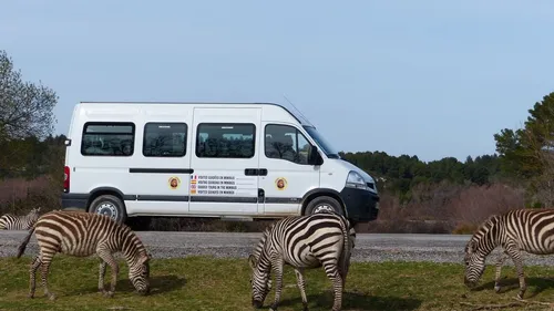 Belle saison pour la réserve africaine de Sigean