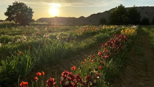 Près de Montpellier : 400 variétés d’iris à découvrir en plein champ