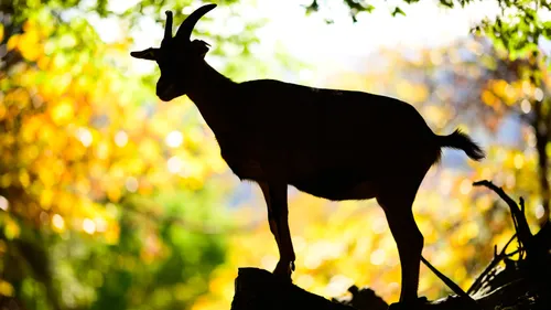 Gard : J-7 avant le printemps du Pélardon