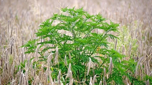 Alerte aux pollens d’ambroisie dans le Vaucluse et dans le Gard